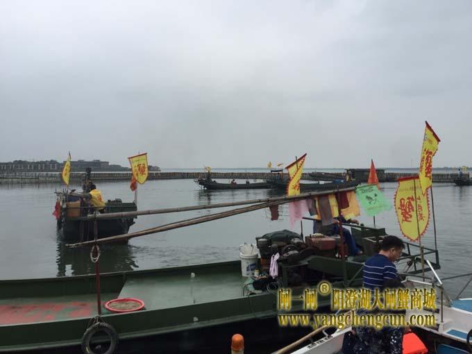 阳澄湖六月黄大闸蟹文化节