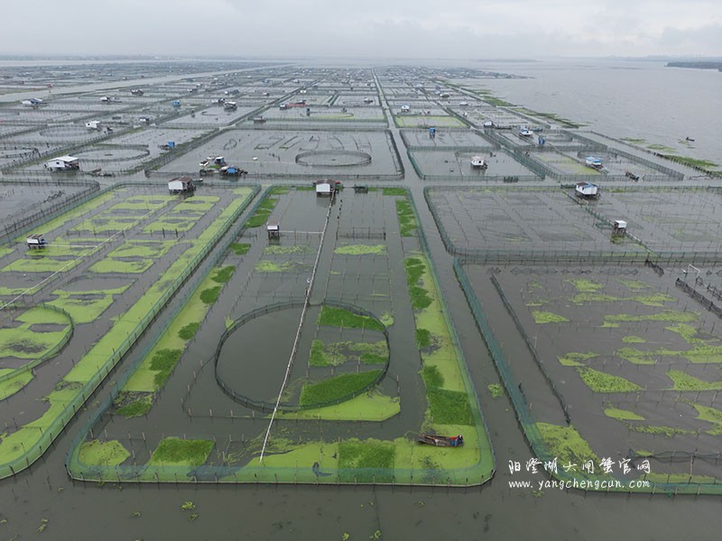 整齐的阳澄湖大闸蟹养殖基地