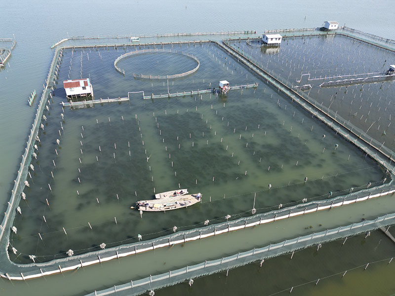 梅雨季的阳澄湖大闸蟹围网管理