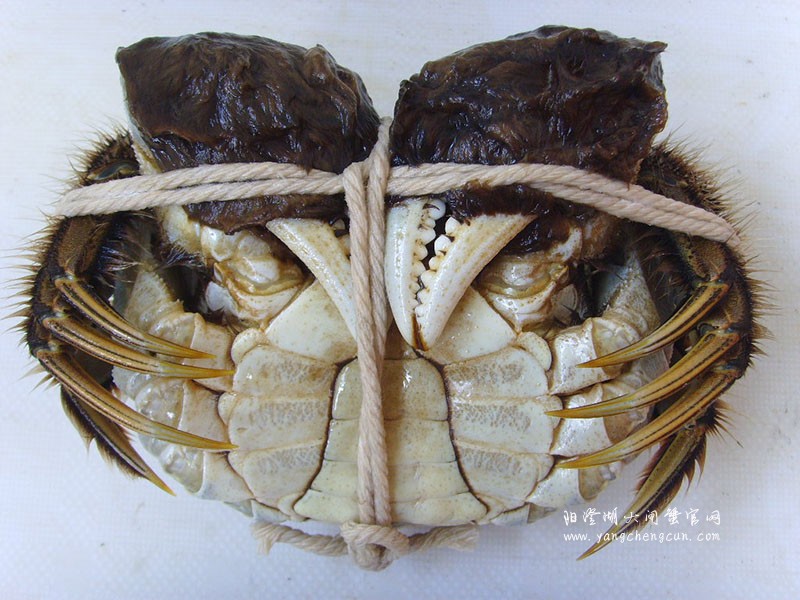 阳澄湖大闸蟹