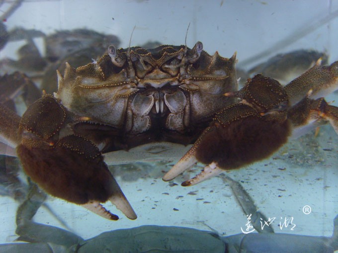 阳澄湖大闸蟹