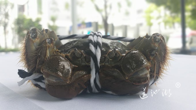 阳澄湖大闸蟹