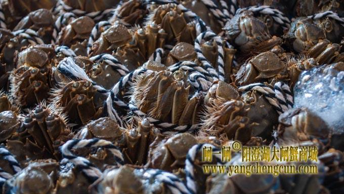 阳澄湖大闸蟹
