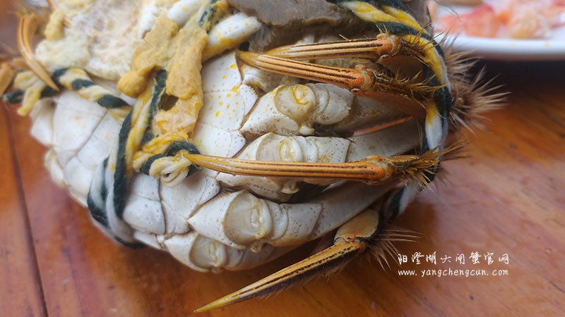 阳澄湖大闸蟹
