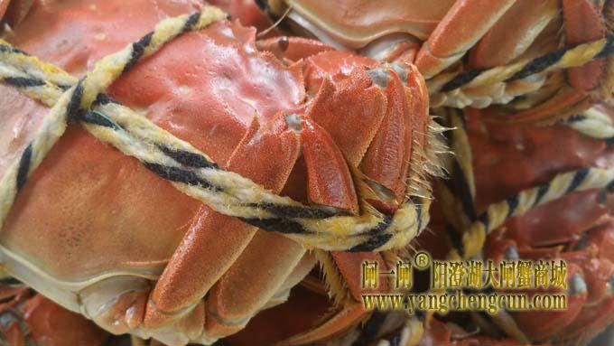 阳澄湖大闸蟹