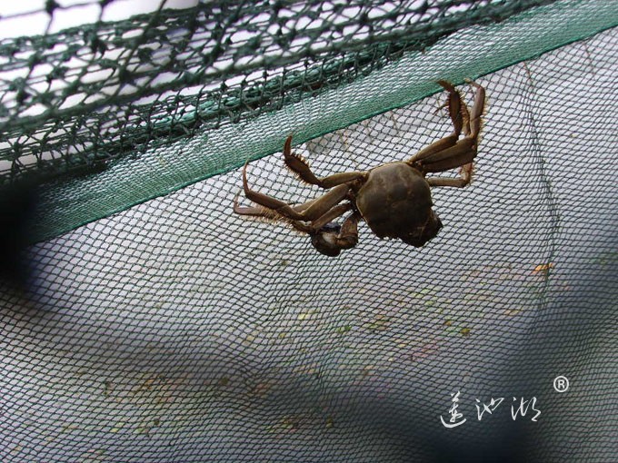 阳澄湖大闸蟹