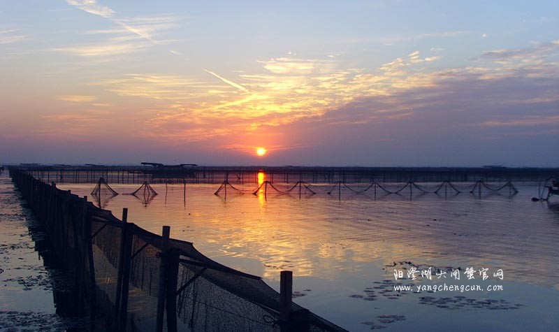 清晨的阳澄湖大闸蟹养殖基地