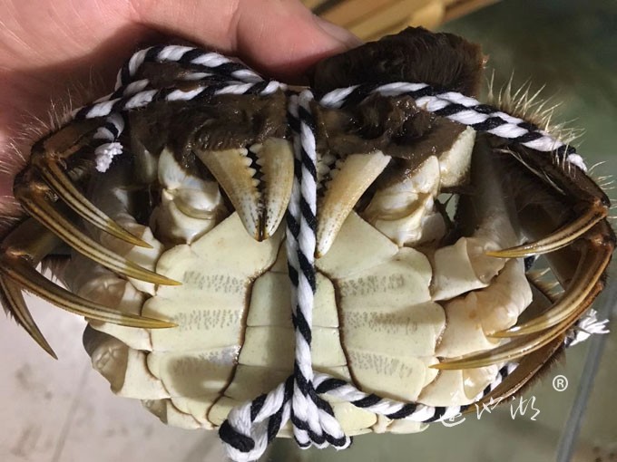 阳澄湖大闸蟹