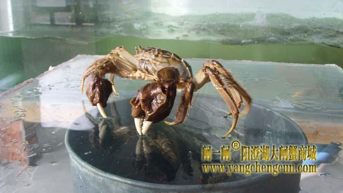 阳澄湖大闸蟹