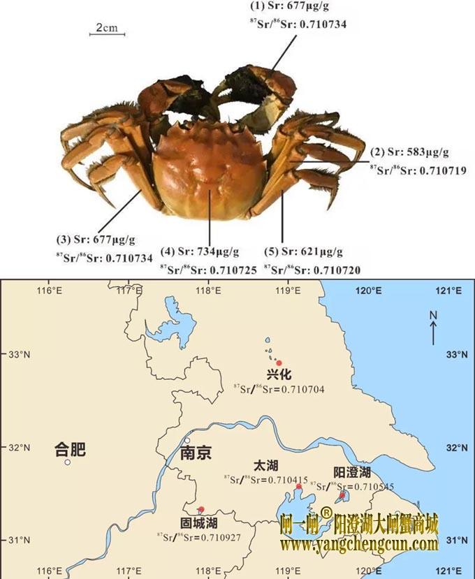 美味的阳澄湖大闸蟹如何鉴别原产地？