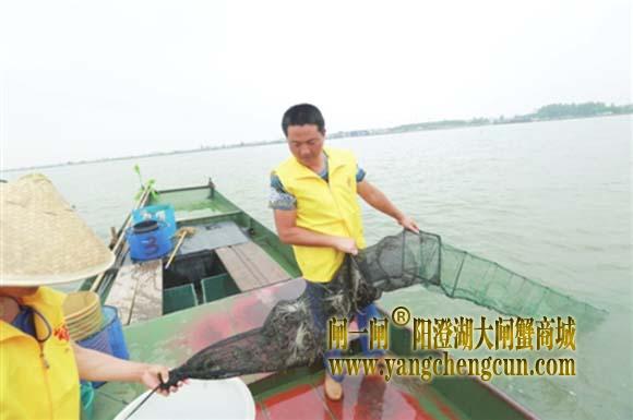 错位抢市场出水“六月黄”