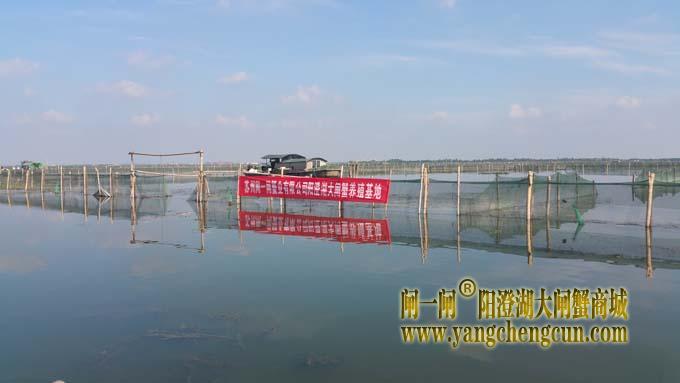 阳澄湖大闸蟹养殖场