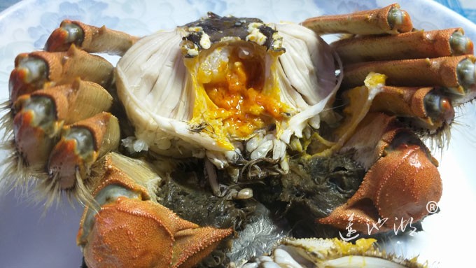 阳澄湖大闸蟹