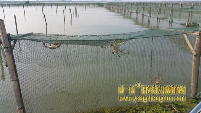 阳澄湖大闸蟹