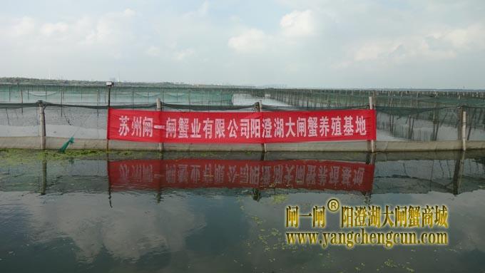 阳澄湖大闸蟹养殖基地