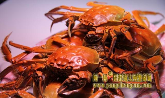 阳澄湖大闸蟹