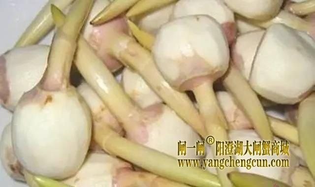 “苏州黄”慈姑