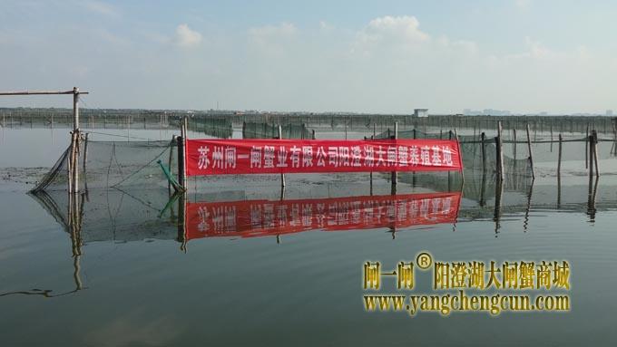 阳澄湖大闸蟹养殖基地
