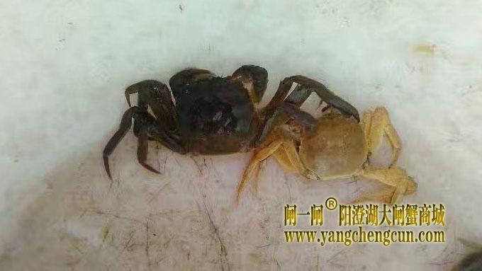 阳澄湖大闸蟹进入第一次脱壳期