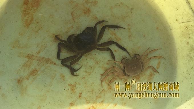 阳澄湖大闸蟹进入第一次脱壳期