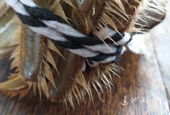 正宗阳澄湖大闸蟹图片（黄毛）