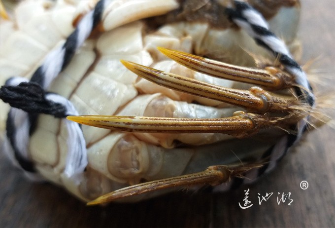 正宗阳澄湖大闸蟹图片（金爪）