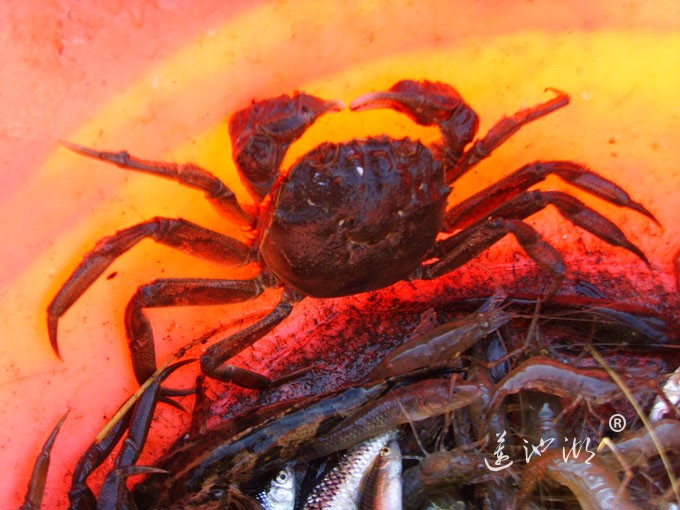 阳澄湖大闸蟹
