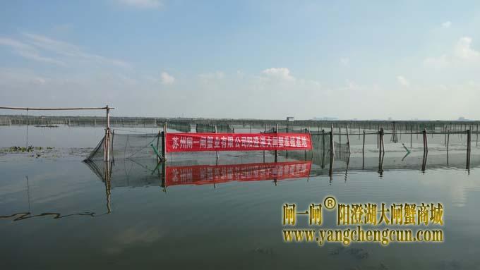 苏州阳澄湖大闸蟹养殖场的风景