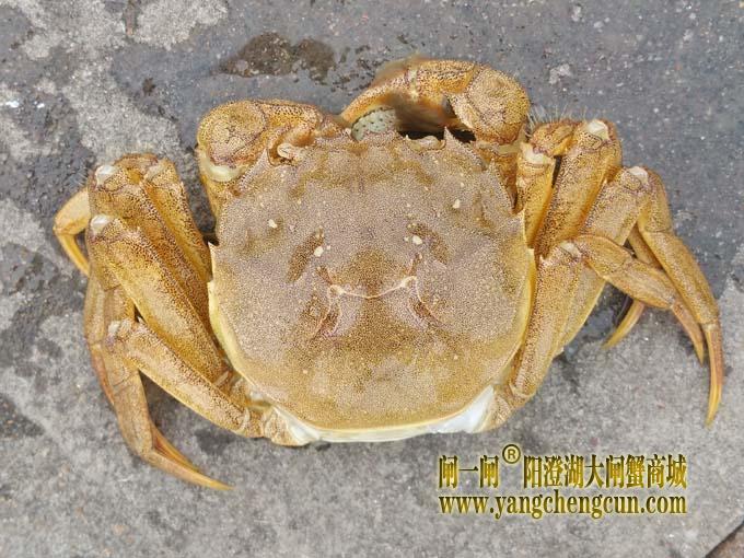 阳澄湖大闸蟹(壳）