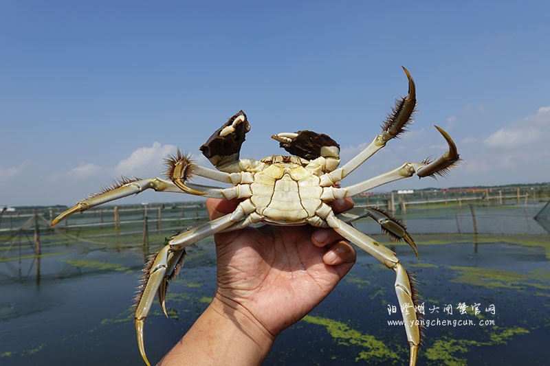 阳澄湖大闸蟹