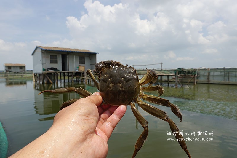 阳澄湖大闸蟹