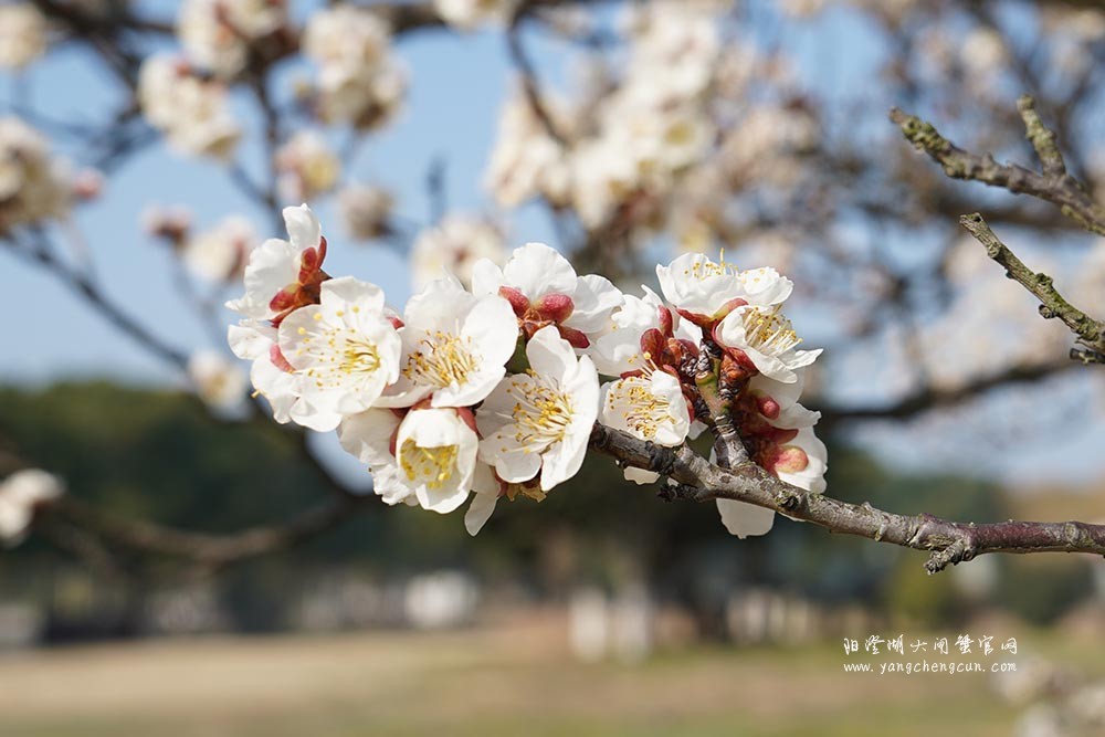 巴城巴解园的杏花开了