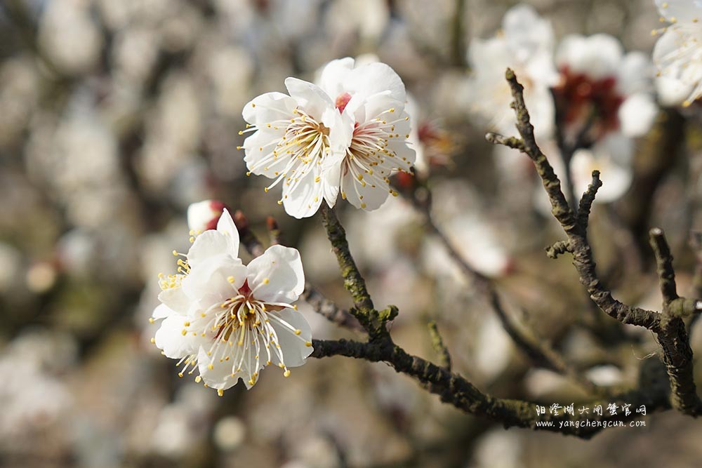巴城巴解园的杏花开了