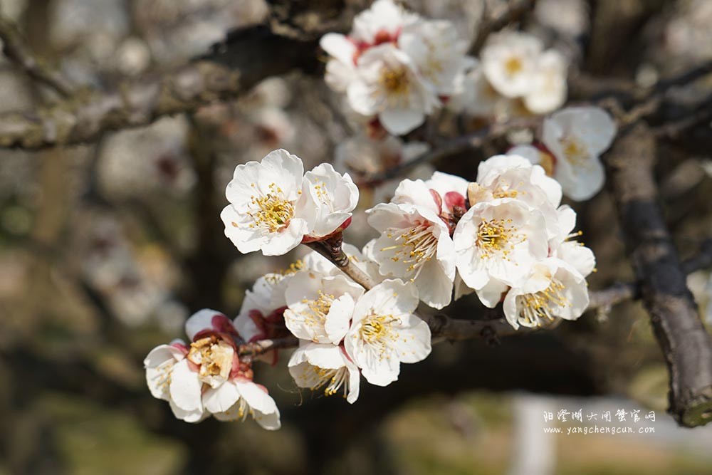 巴城巴解园的杏花开了