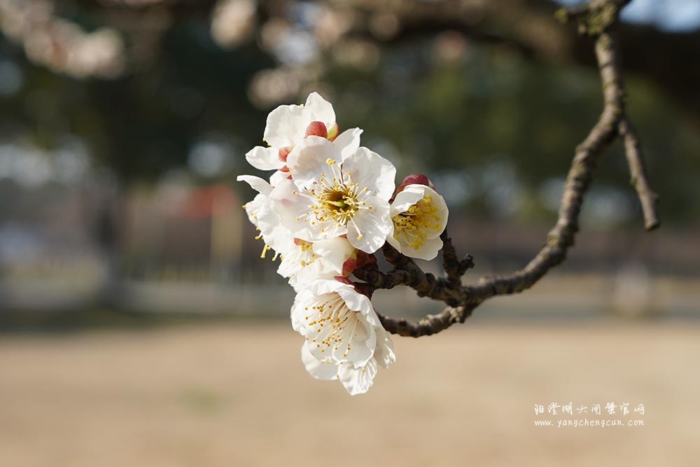 巴城巴解园的杏花开了