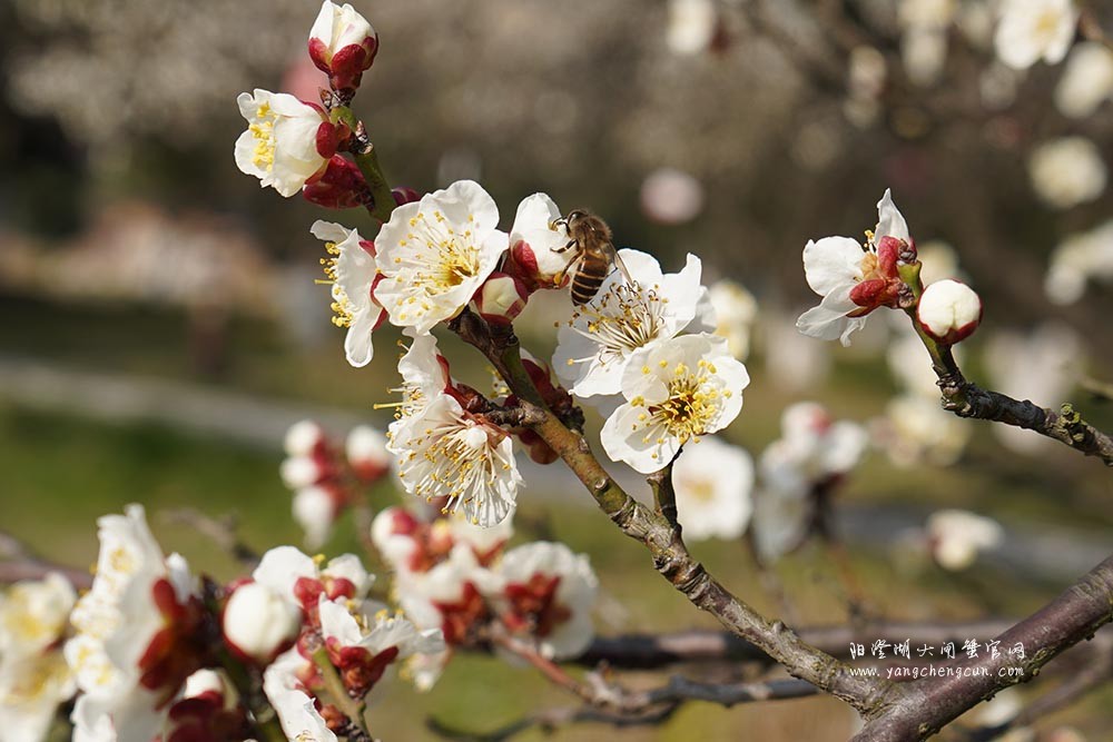 巴城巴解园的杏花开了