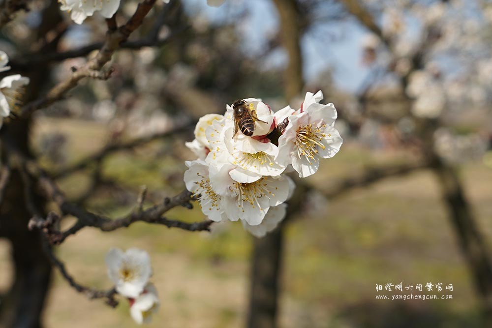 巴城巴解园的杏花开了