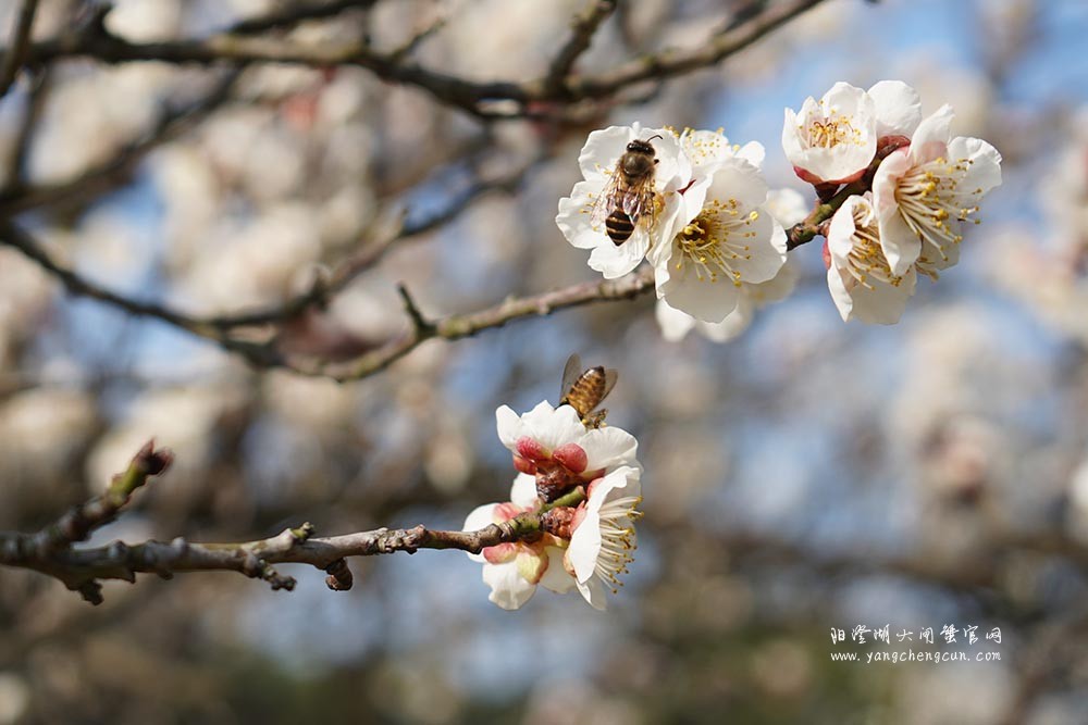 巴城巴解园的杏花开了