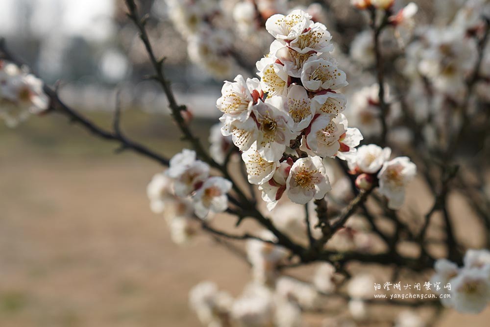 巴城巴解园的杏花开了