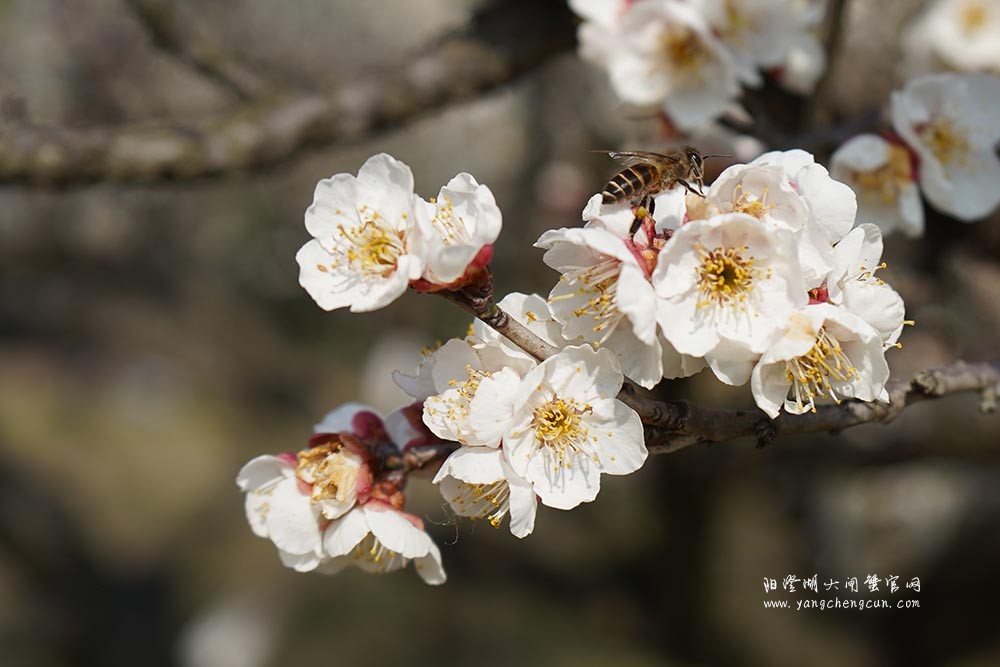 巴城巴解园的杏花开了