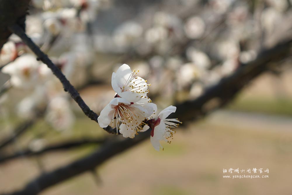 巴城巴解园的杏花开了