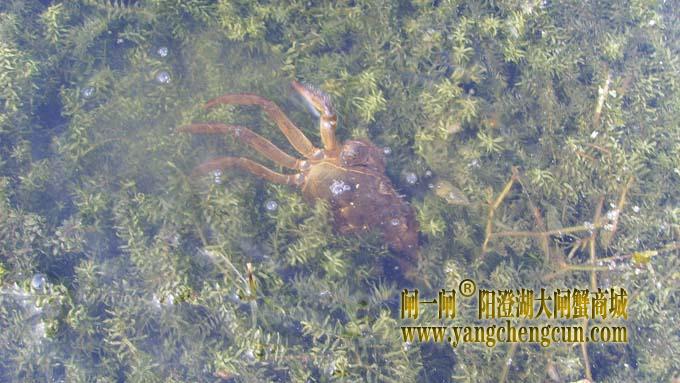 阳澄湖大闸蟹