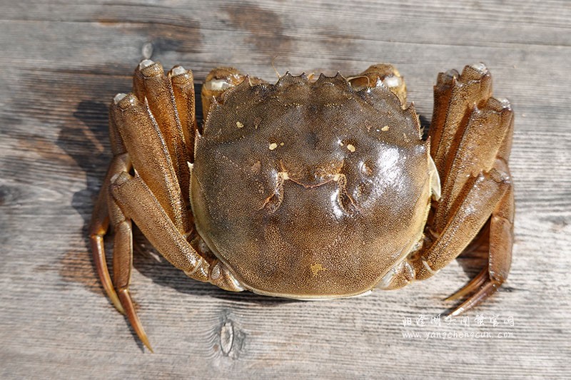 阳澄湖大闸蟹蟹壳