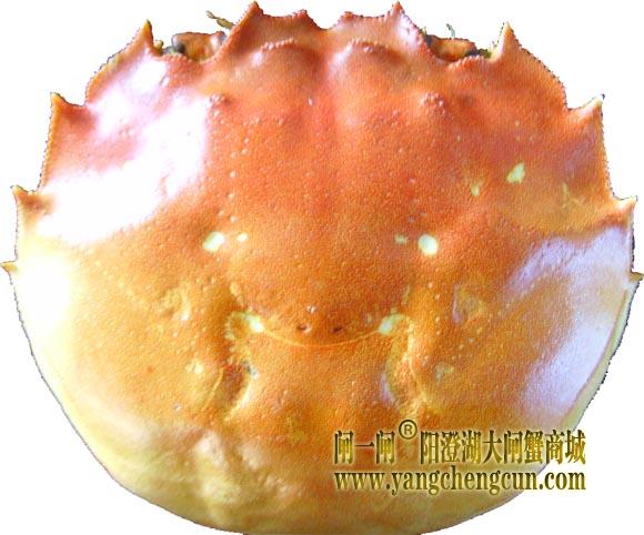 阳澄湖大闸蟹的蟹壳