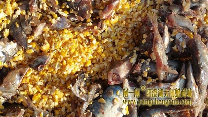 阳澄湖大闸蟹的饲料