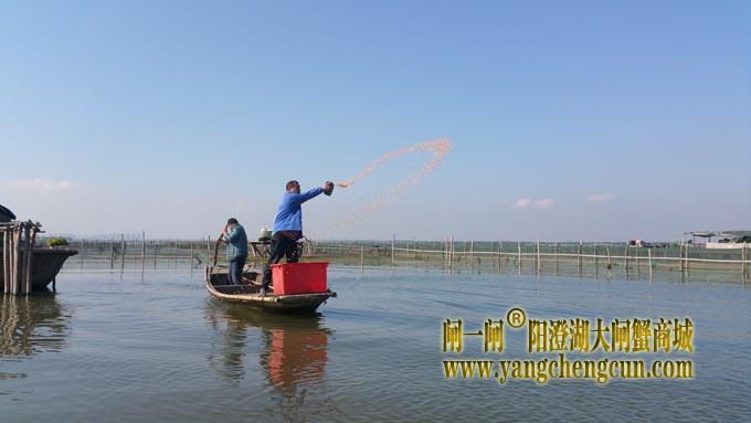 阳澄湖蟹农的一天