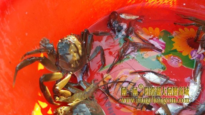 阳澄湖蟹农的一天