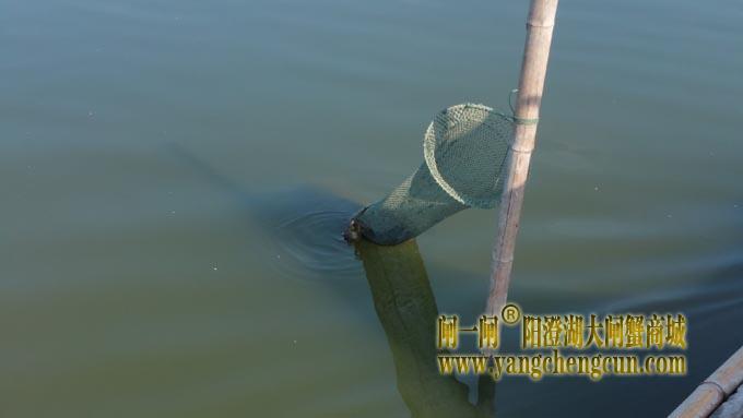 阳澄湖蟹农的一天