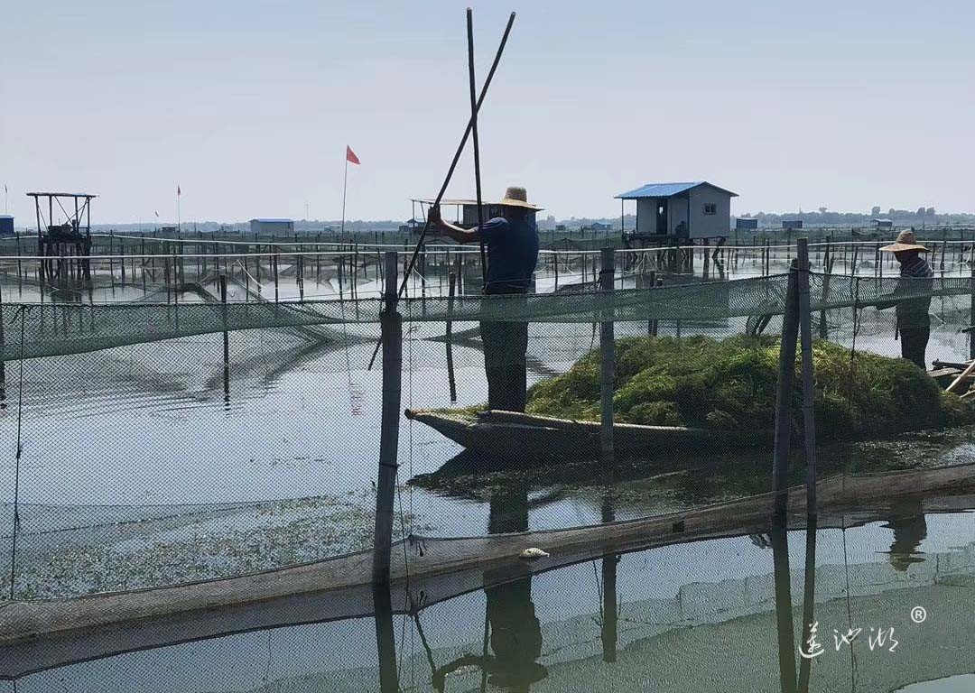 阳澄湖大闸蟹蟹农
