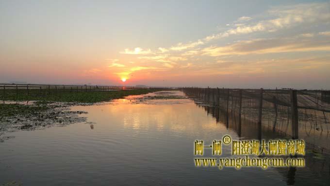 阳澄湖大闸蟹养殖场的早晨